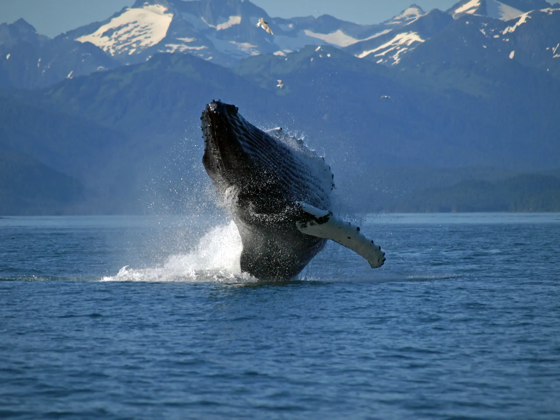 Ballena jorobada saltando en el Pacífico
